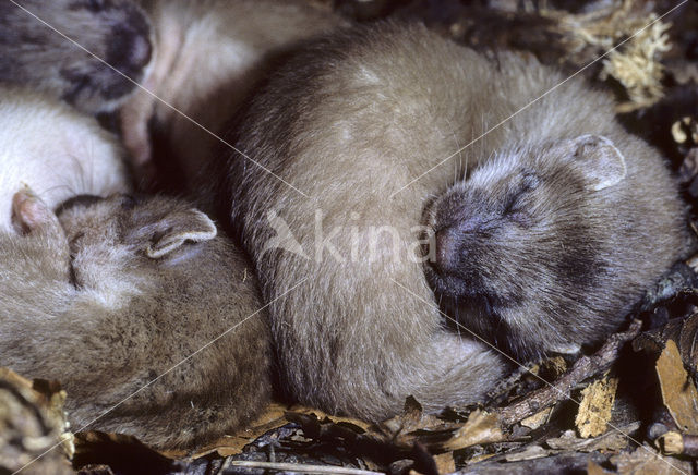 Stoat (Mustela erminea)