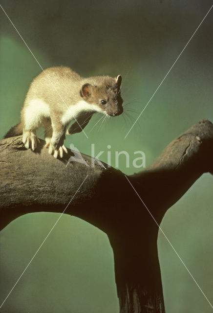 Stoat (Mustela erminea)