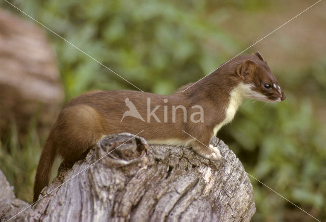 Stoat (Mustela erminea)