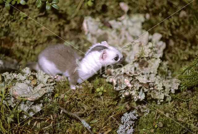 Stoat (Mustela erminea)