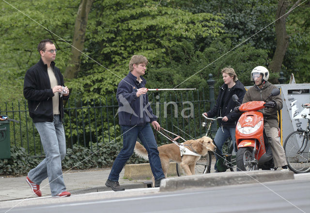 Hond (Canis domesticus)