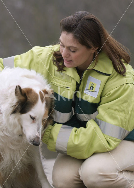 Hond (Canis domesticus)