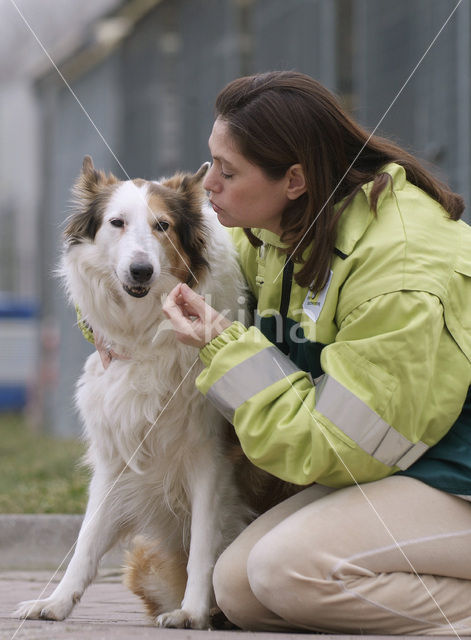 Hond (Canis domesticus)