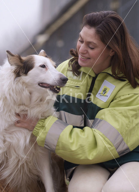 Hond (Canis domesticus)