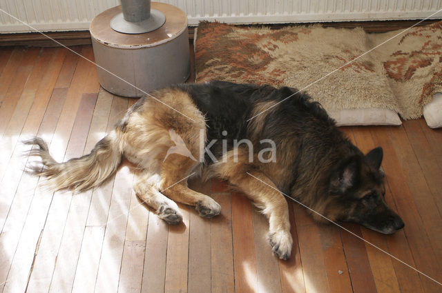 Dog (Canis domesticus)