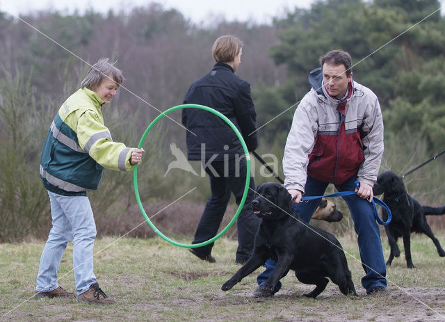 Dog (Canis domesticus)