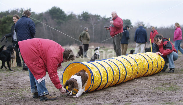 Dog (Canis domesticus)