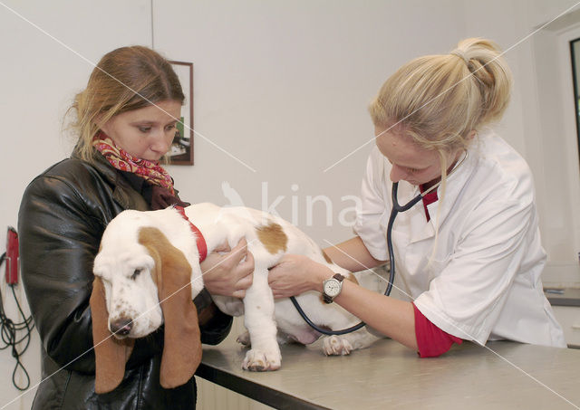 Dog (Canis domesticus)