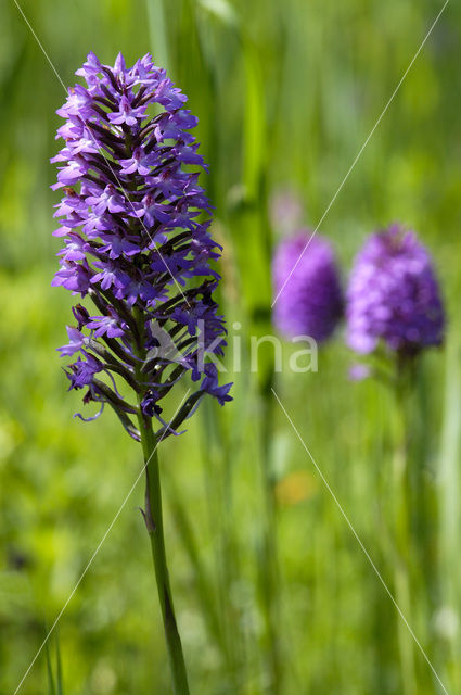 Hondskruid (Anacamptis pyramidalis)