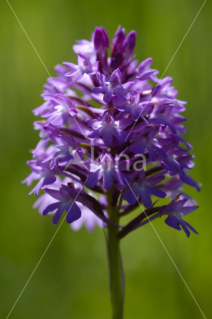 Pyramidal Orchid (Anacamptis pyramidalis)