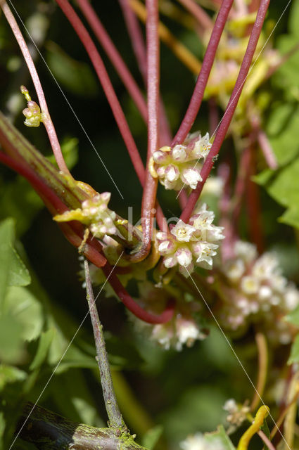 Hop Dodder (Cuscuta lupuliformis)
