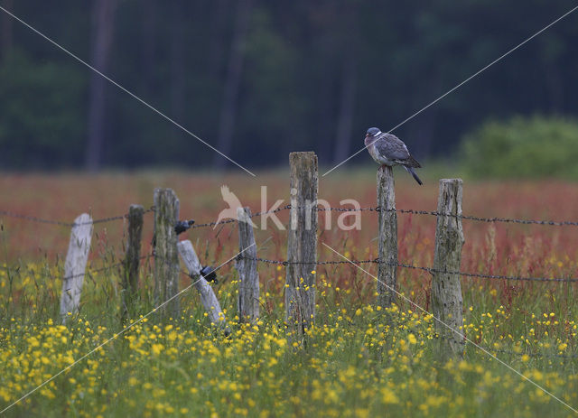 Houtduif (Columba palumbus)