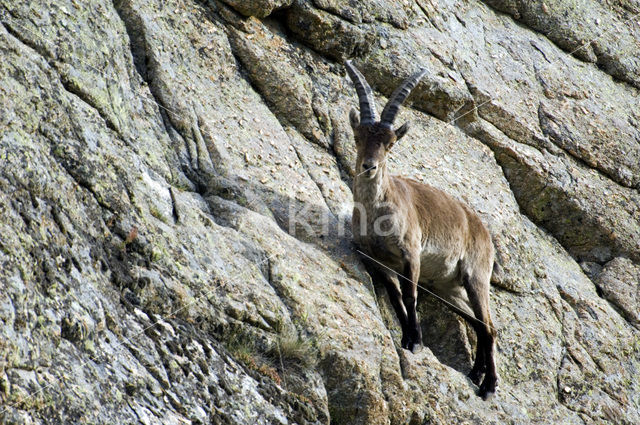 Spanish ibex (Capra pyrenaica)