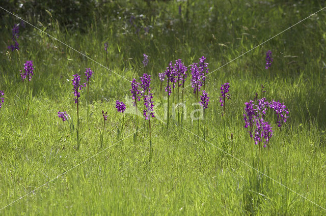 Lax-flowered Orchid x Green-winged Orchid (Orchis laxiflora x morio )