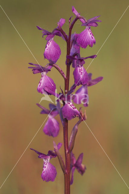 Lax-flowered Orchid x Green-winged Orchid (Orchis laxiflora x morio )