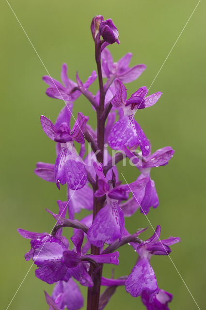 Lax-flowered Orchid x Green-winged Orchid (Orchis laxiflora x morio )