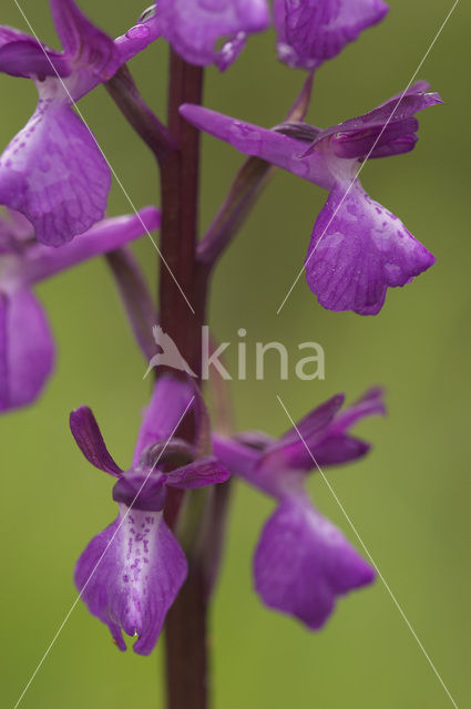 IJle Moerasorchis x Harlekijnorchis