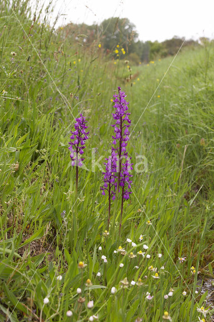 Lax-flowered Orchid x Green-winged Orchid (Orchis laxiflora x morio )