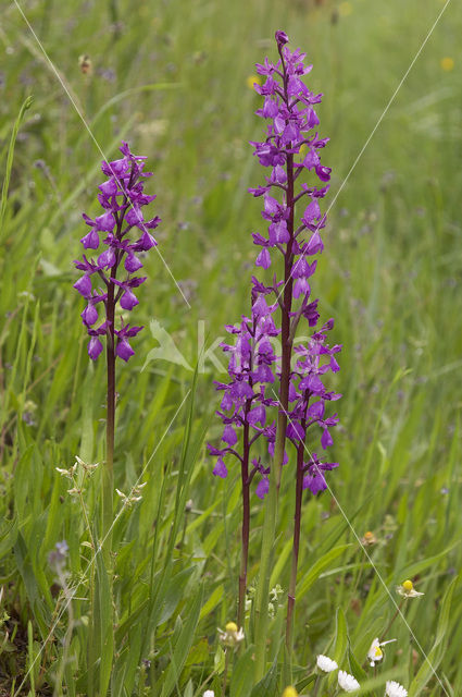 Lax-flowered Orchid x Green-winged Orchid (Orchis laxiflora x morio )