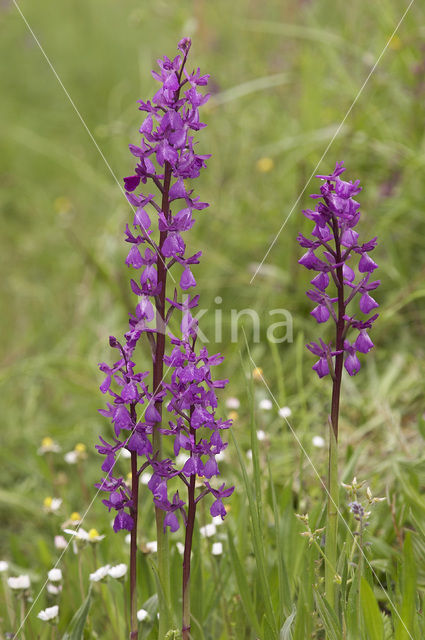 Lax-flowered Orchid x Green-winged Orchid (Orchis laxiflora x morio )