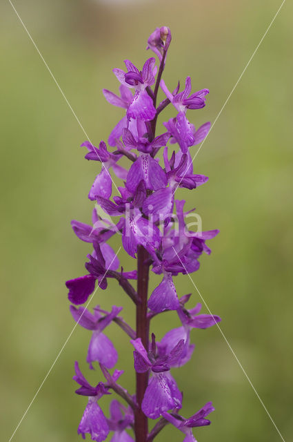 IJle Moerasorchis x Harlekijnorchis