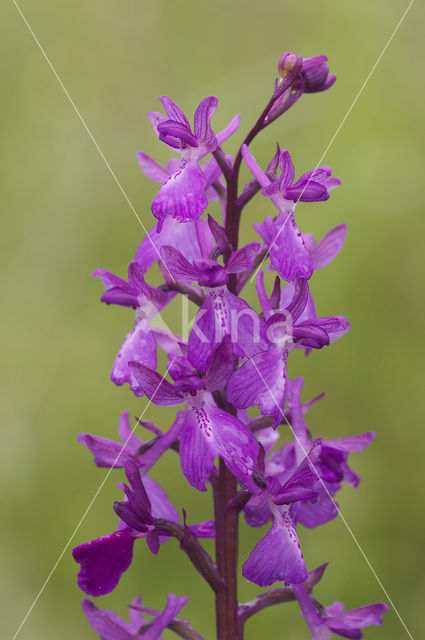 IJle Moerasorchis x Harlekijnorchis