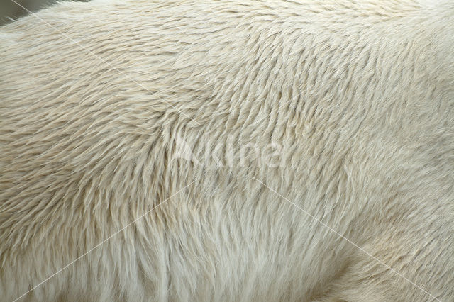 Polar bear (Ursus maritimus)