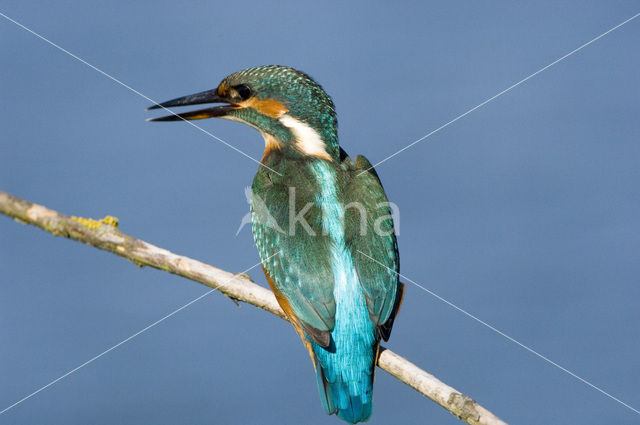 IJsvogel (Alcedo atthis)