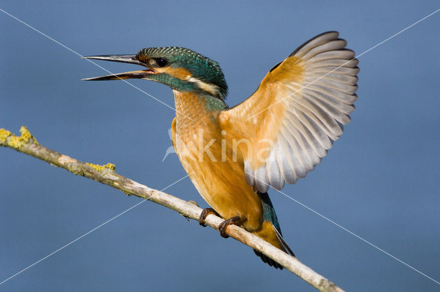 Kingfisher (Alcedo atthis)