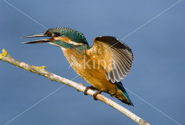 Kingfisher (Alcedo atthis)