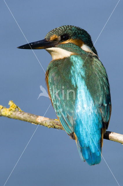 Kingfisher (Alcedo atthis)