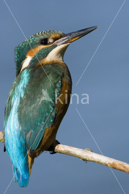 Kingfisher (Alcedo atthis)