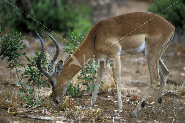Impala (Aepyceros melampus)