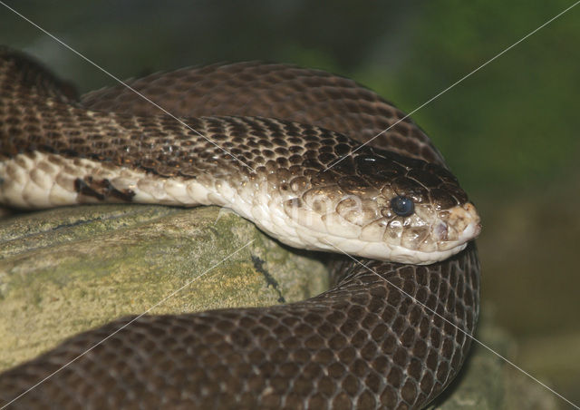 monocled cobra (Naja kaouthia)