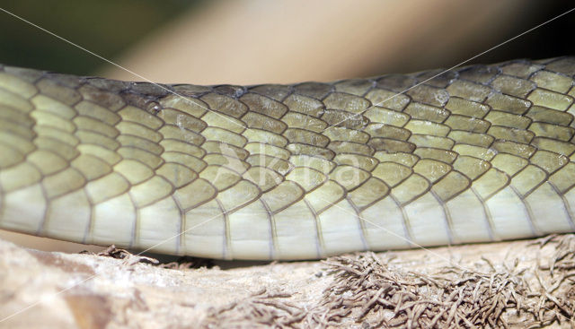 Jameson’s zwartstaart mamba (Dendroaspis jamesoni kaimosae)