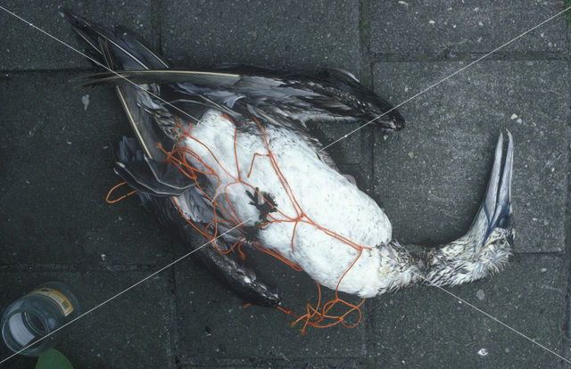 Northern Gannet (Morus bassanus)