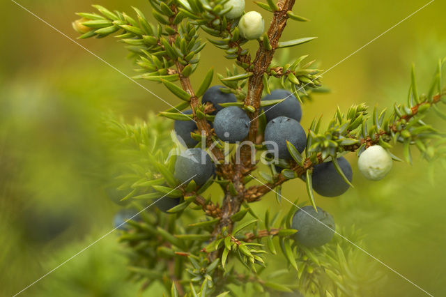 common juniper (Juniperus communis)