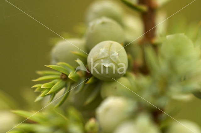 common juniper (Juniperus communis)