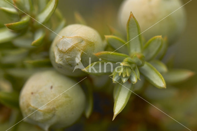 common juniper (Juniperus communis)