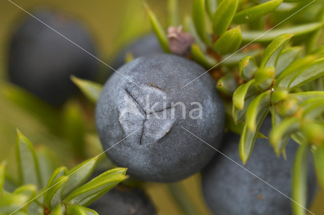 common juniper (Juniperus communis)