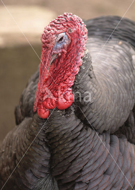 Kalkoen (Meleagris gallopavo)