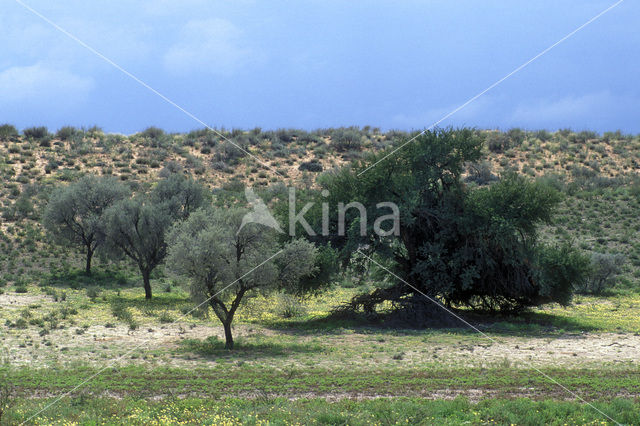 Camelthorn (Acacia erioloba)