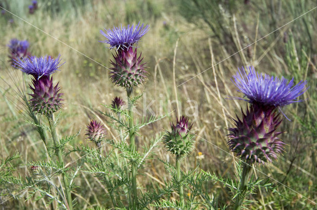 Kardoen (Cynara cardunculus)