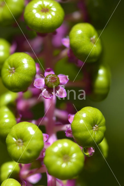 Pokeweed (Phytolacca)