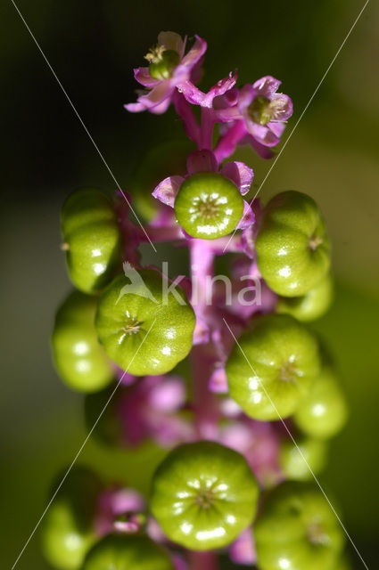 Karmozijnbes (Phytolacca)