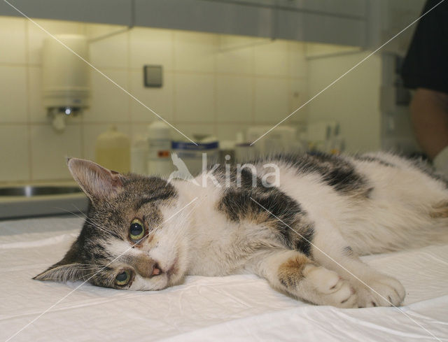 Cat (Felis domesticus