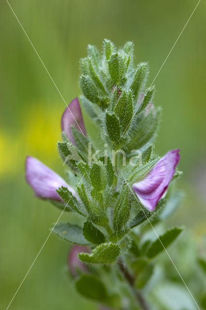 Spiny Restharrow (Ononis repens ssp. repens)