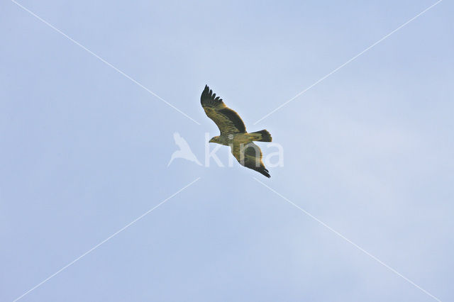 Imperial Eagle (Aquila heliaca)