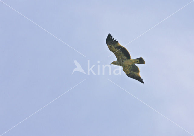 Imperial Eagle (Aquila heliaca)
