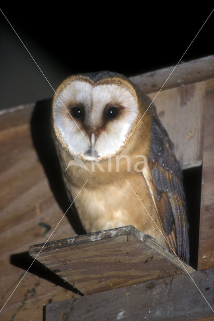 Barn Owl (Tyto alba)